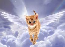 cat angel